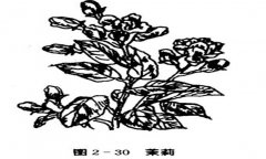 茉莉花種植技術(shù)，如何種植茉莉花