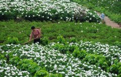 白芍種植技術(shù)、方法與主要步驟