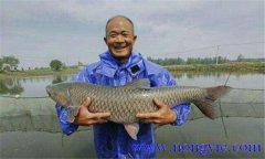 青魚(yú)養(yǎng)殖周期是多久 青魚(yú)繁殖有哪些特殊性