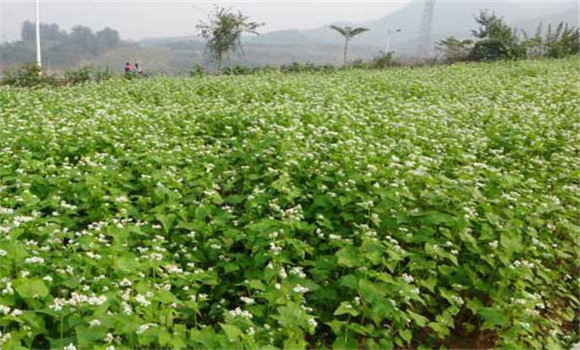 蕎麥種植