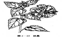 扶桑花怎么養(yǎng)，盆栽扶桑花怎么養(yǎng)才能開好花