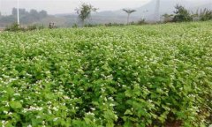 蕎麥種植時間的選擇與種植技術要點