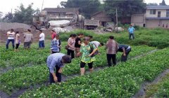 茉莉花的養(yǎng)殖方法簡介，怎樣培育茉莉花