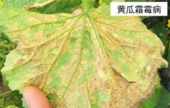 黃瓜病蟲害防治：黃瓜霜霉病、白粉病、紅蜘蛛