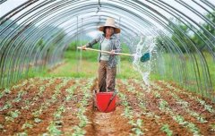 菜豆栽培時間與技術(shù)要點、病蟲害防治