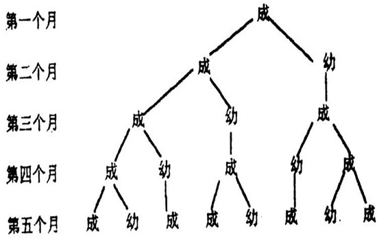 兔子的繁殖能力