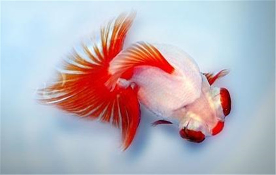 龍睛魚