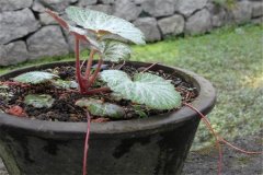 如何盆栽虎耳草，虎耳草盆栽關(guān)鍵技術(shù)解密