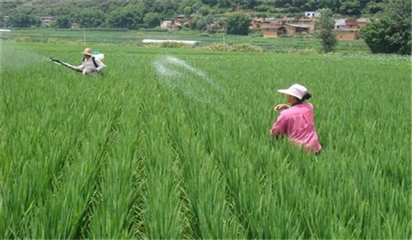 藥劑防治