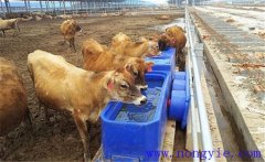 肉牛的飲水問題和尿素的喂飼方法