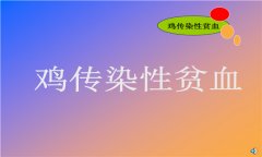 雞傳染性貧血病毒感染的癥狀及診斷技術(shù)