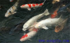 鯉魚(yú)是什么魚(yú)，鯉魚(yú)是淡水魚(yú)還是海水魚(yú)？