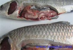 草魚(yú)出血病發(fā)病原因、癥狀、治療方法