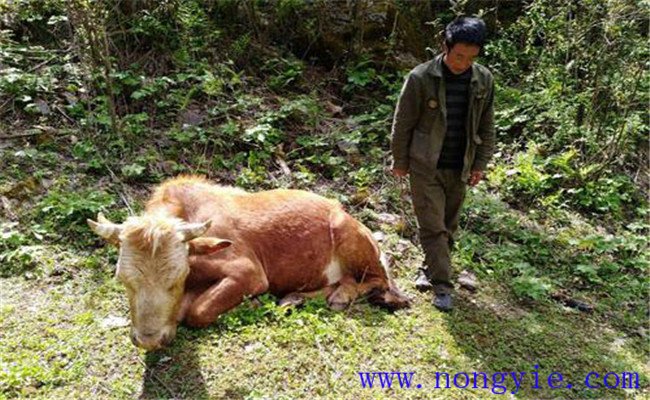 牛食用爛紅薯中毒的癥狀表現(xiàn)、診治與治療方法