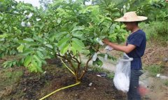 番石榴修剪方法與疏花疏果、果實套袋技術要點