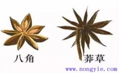 莽草和八角區(qū)別 莽草樹的生態(tài)習(xí)性與栽培管理