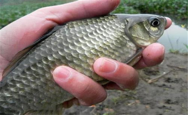 野生鯽魚一般多少錢一斤