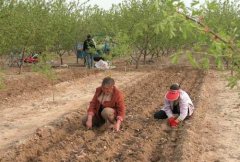 山藥種植前如何處理，種植山藥如何整地挖溝