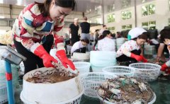 梭子蟹一般在幾月份上市，怎樣挑選肥的梭子蟹