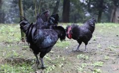 烏骨雞的常用礦物質、維生素飼料簡介