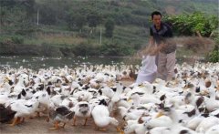 育成鴨的飼料與營養(yǎng)需求，育成鴨如何限制飼喂