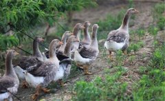 生產(chǎn)肥肝鵝的品種、性別與年齡選擇問題