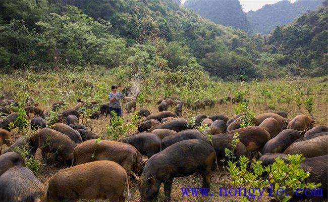 飼養(yǎng)生態(tài)豬應(yīng)知道的五個注意事項