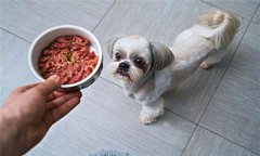 犬飼料中為何要添加鐵、銅等微量元素