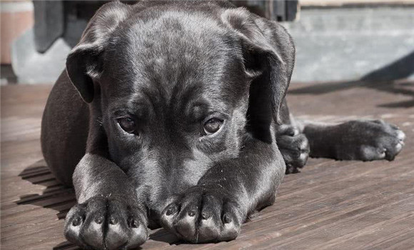 在新購犬種時(shí)應(yīng)向商家索取哪些文件資料