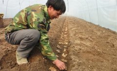 生姜的種植密度是多少？生姜浸種消毒新配方