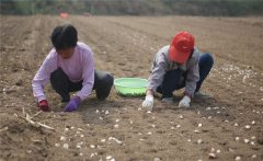 大蒜什么時(shí)間種植，如何掌握大蒜種植深度？