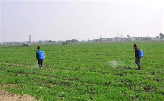 除草劑什么時(shí)間噴灑效果好