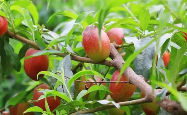 大棚油桃開(kāi)花到成熟多少天