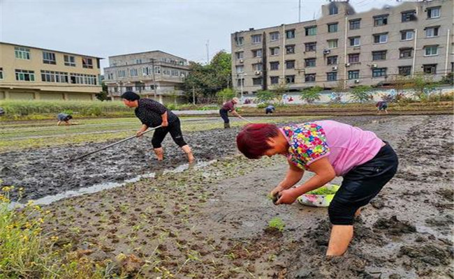 谷雨兩旁，西瓜下秧