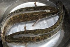 黑魚(yú)最大能長(zhǎng)多少斤，黑魚(yú)與鯰魚(yú)有什么區(qū)別