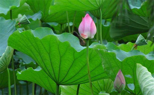 荷花幾月份開(kāi)花