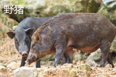 野豬一般幾點出來活動，野豬和疣豬哪個更厲害