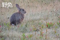 養(yǎng)野兔犯法嗎？養(yǎng)野兔子要注意什么？