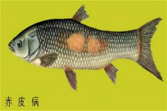 養(yǎng)殖魚類怎樣防治赤皮?。咳绾晤A(yù)防？