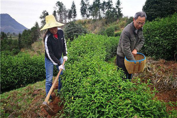 幼齡茶樹的除草、松土