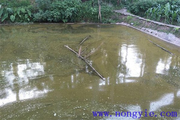 對魚塘進(jìn)行消毒