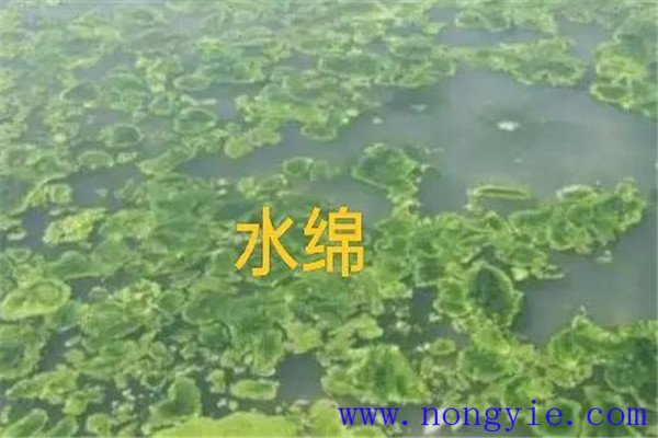 如何清除和控制水綿、水網(wǎng)藻和湖靛等敵害生物