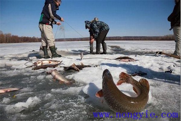 及時(shí)起捕成魚(yú)