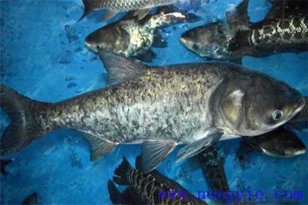 鰱魚(yú)、鳙魚(yú)親魚(yú)秋培技術(shù)與方法