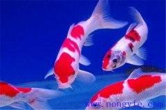 在水族箱中喂養(yǎng)錦鯉要注意些什么？