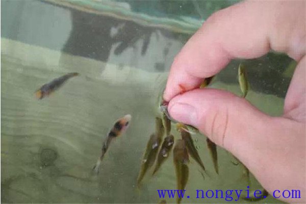 魚苗放養(yǎng)要注意水溫