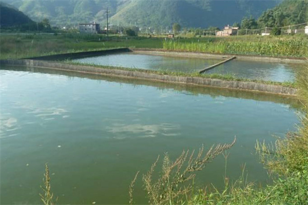 養(yǎng)魚池塘的水質標準