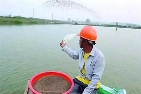 黃顙魚投喂飼料管理