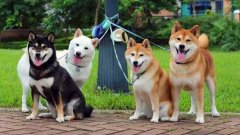 日本柴犬多少錢一只 日本柴犬有哪些優(yōu)點和特點