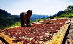 花椒采摘后怎樣晾曬？花椒晾干方法簡介